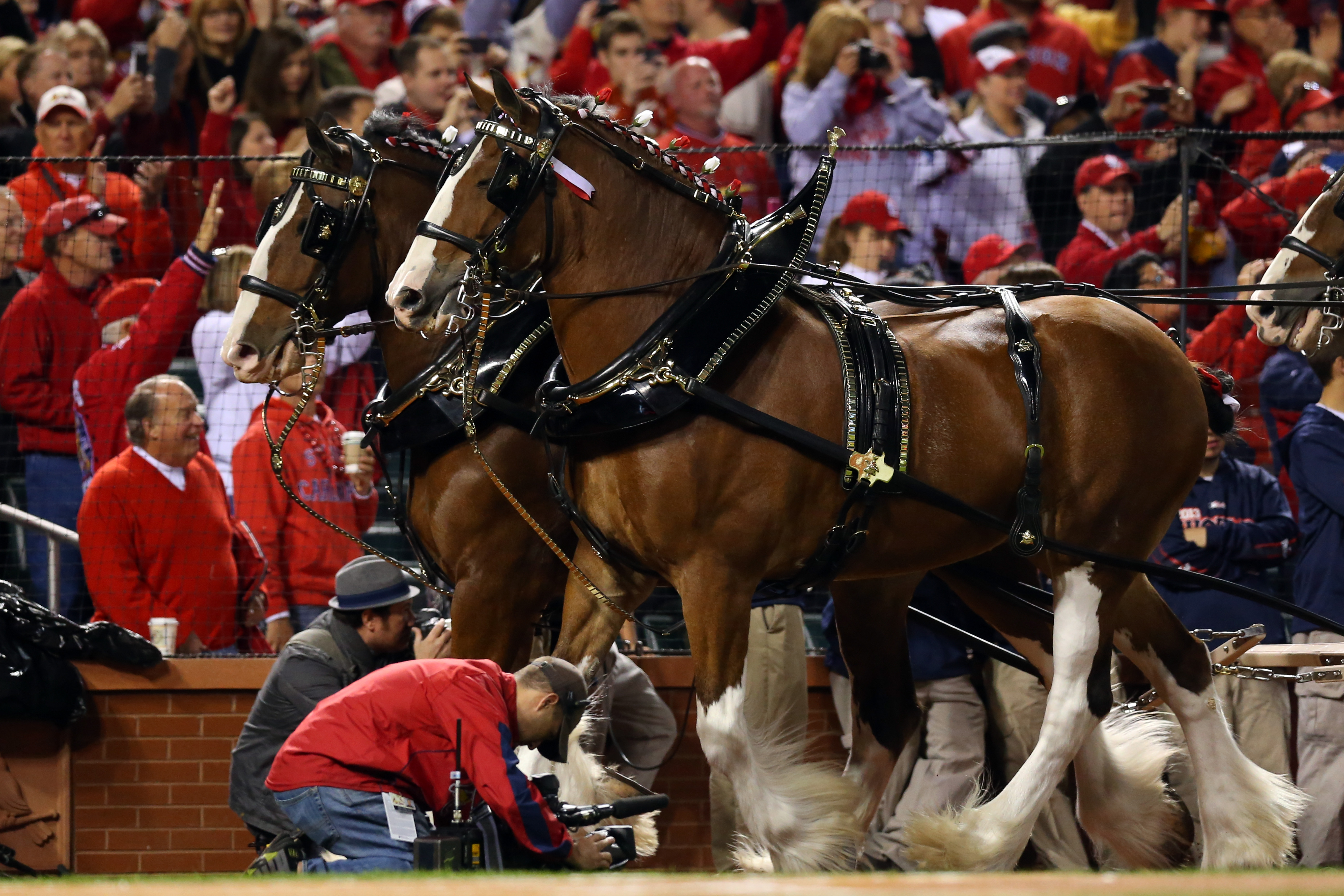 Budweiser Clydesdales take the field at Busch Stadium 