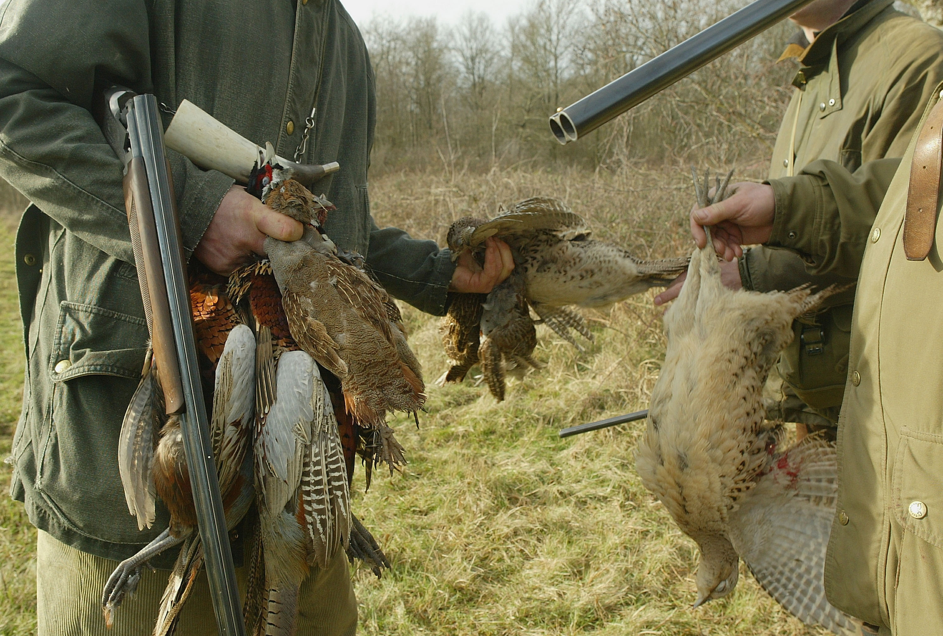 Illinois extends controlled pheasant hunting season