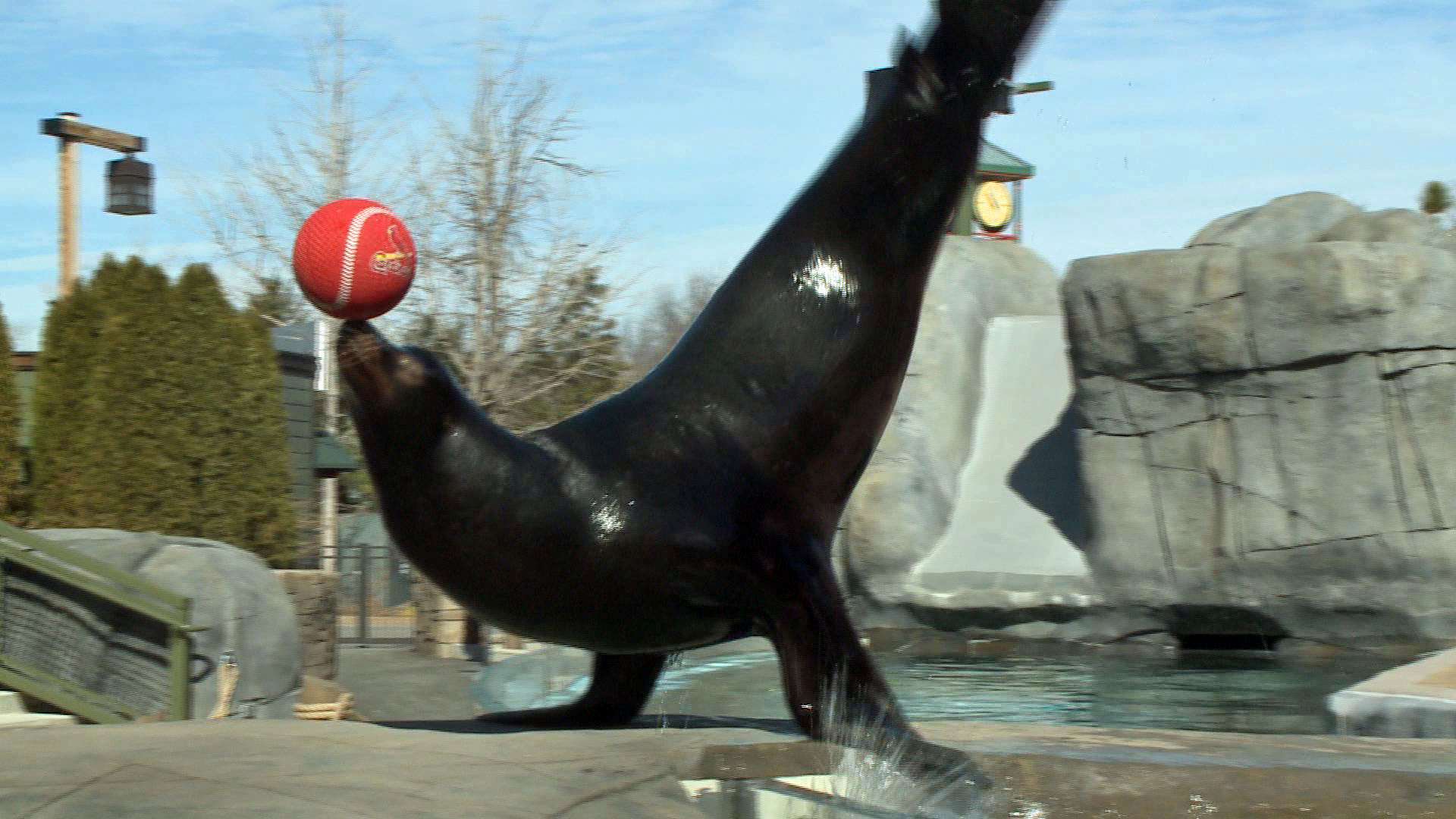 Sea lions prepare for 'Opening Day'
