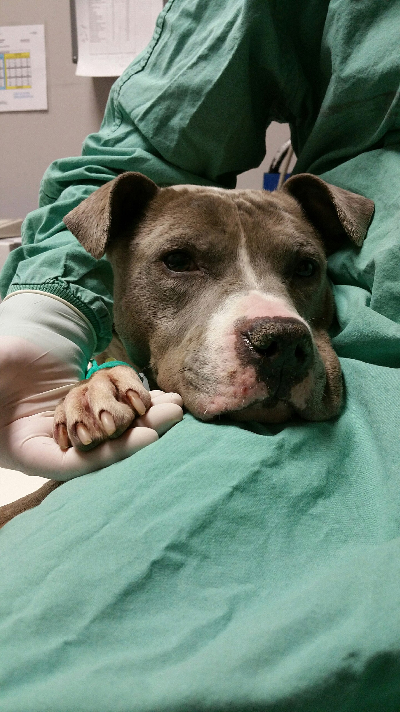 Hermaphrodite dog turns up at animal shelter