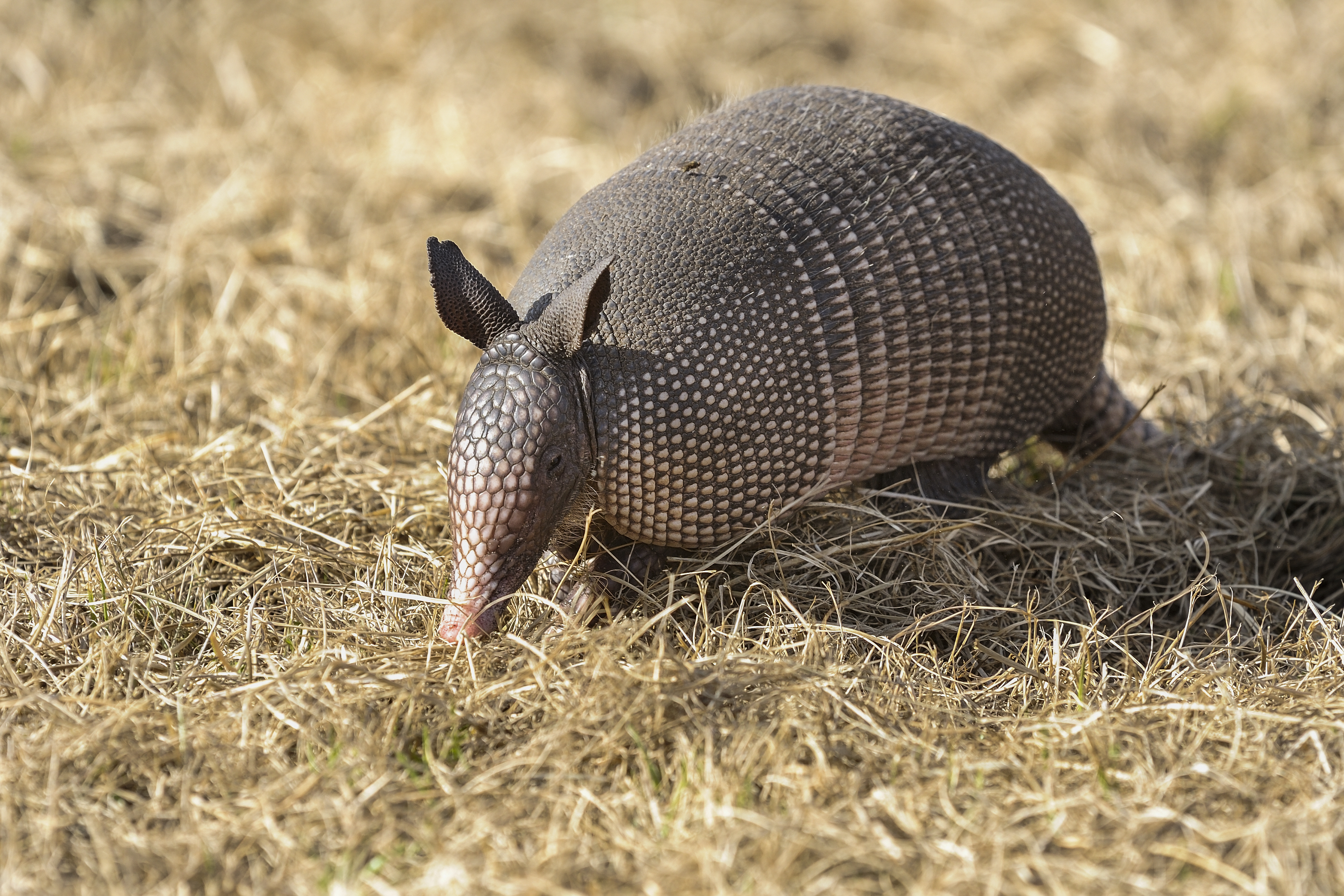 hemisphere armadillo reflect