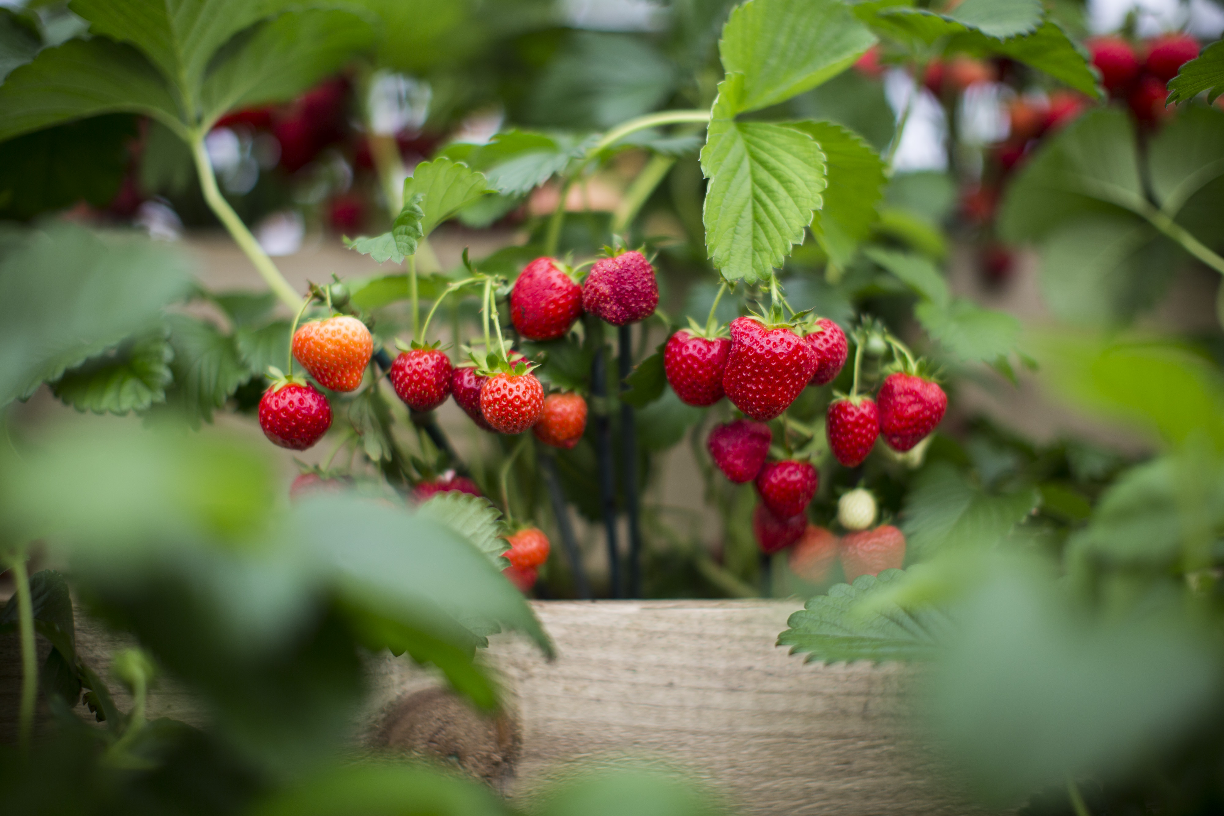 Strawberry and Apple Butter Festival coming to Kimmswick