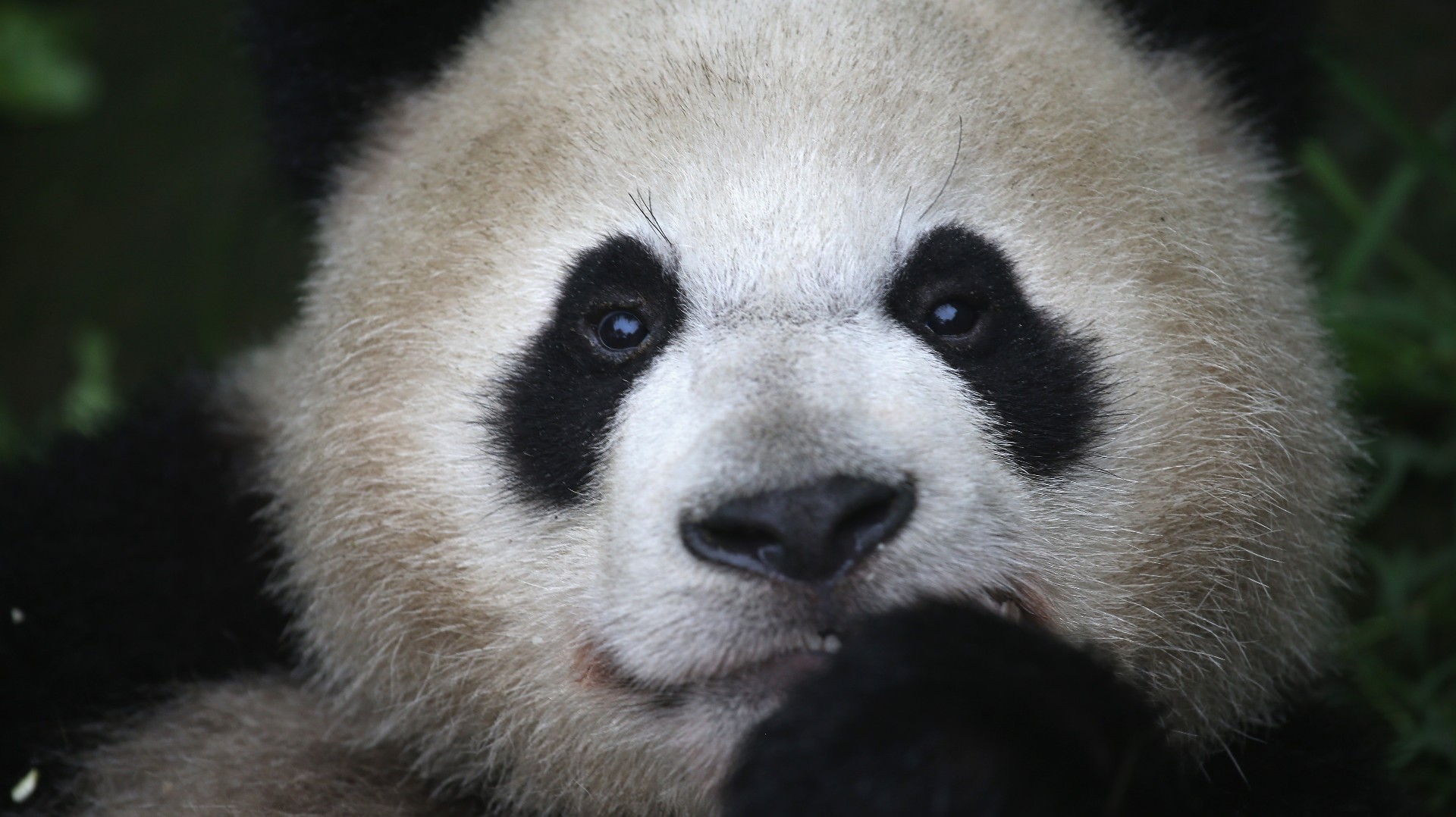 Giant Panda, Species
