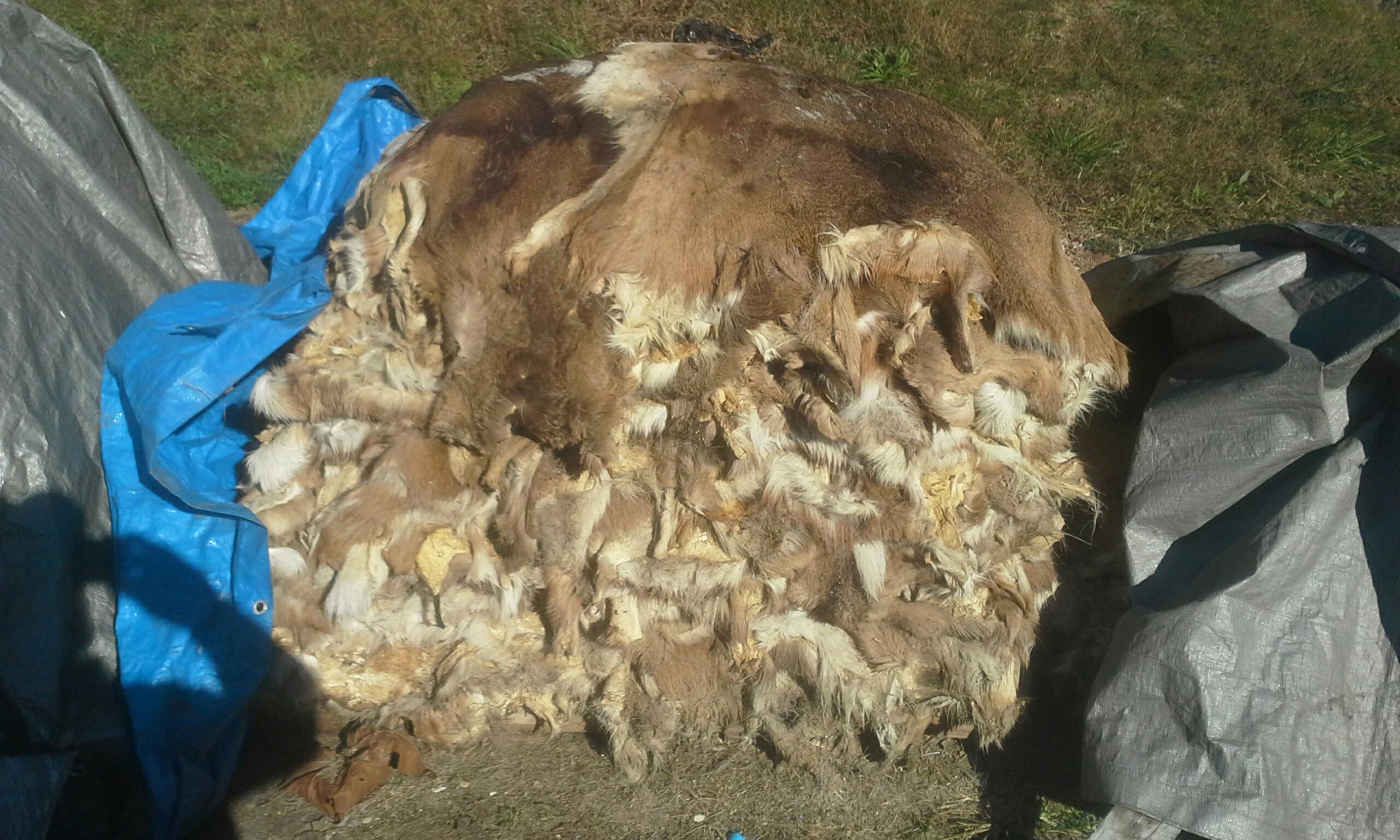 Mo. hunters can donate deer hides to make gloves for disabled veterans