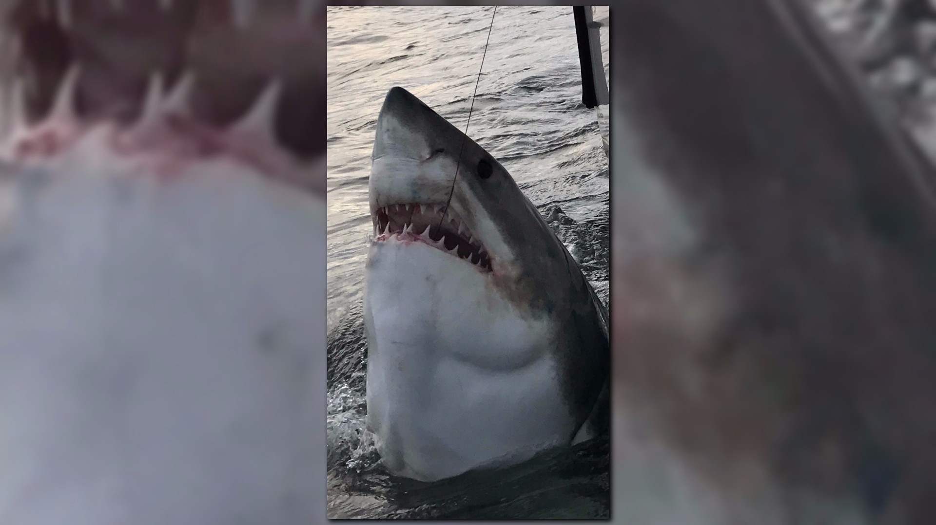 Fisherman catches two great white sharks