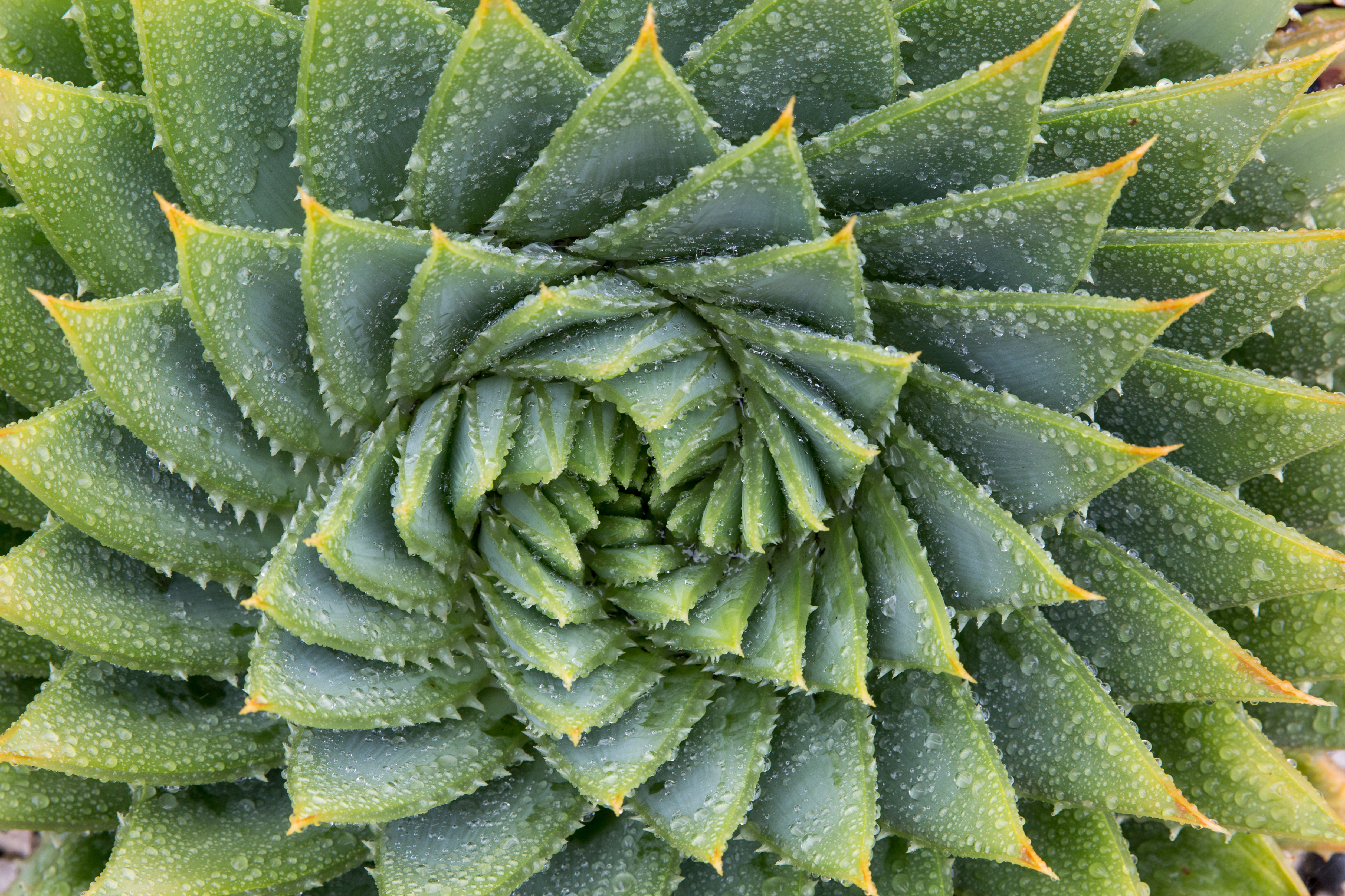 Fractal Patterns in Nature and Art Are Aesthetically Pleasing and