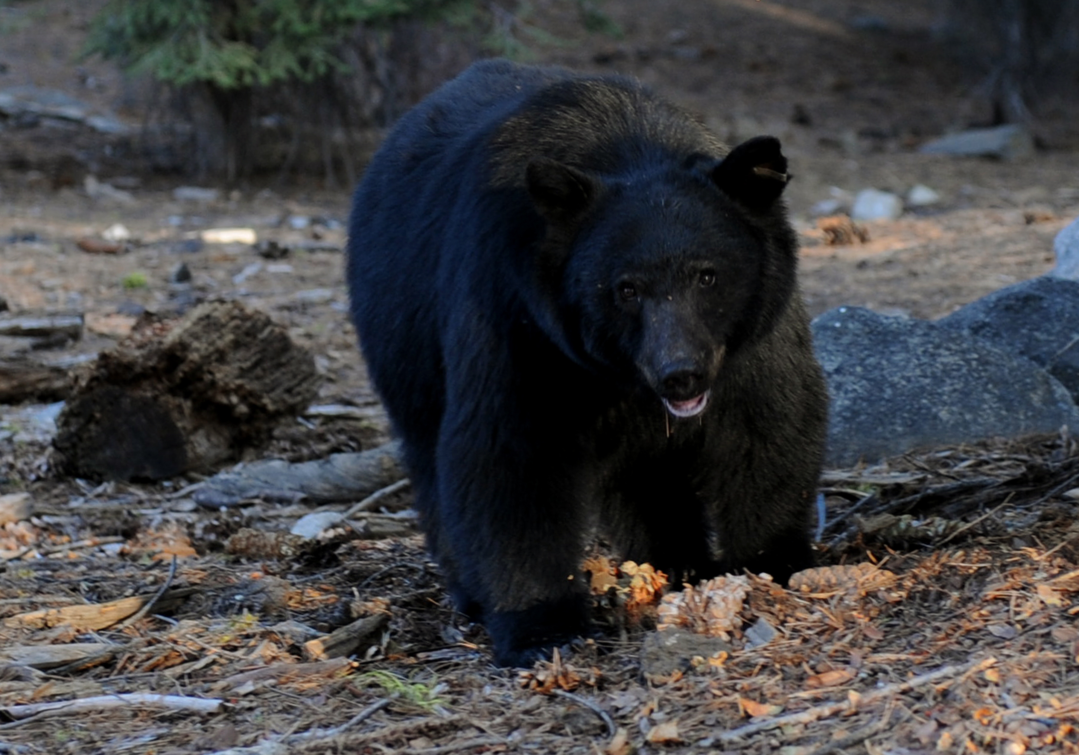 Watch discount bears online