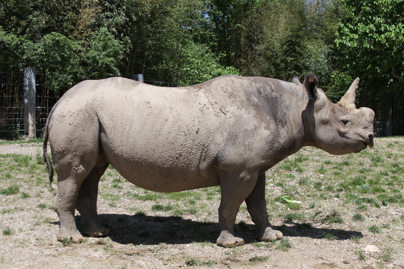 Endangered rhino at St. Louis Zoo to... - Saint Louis news - NewsLocker