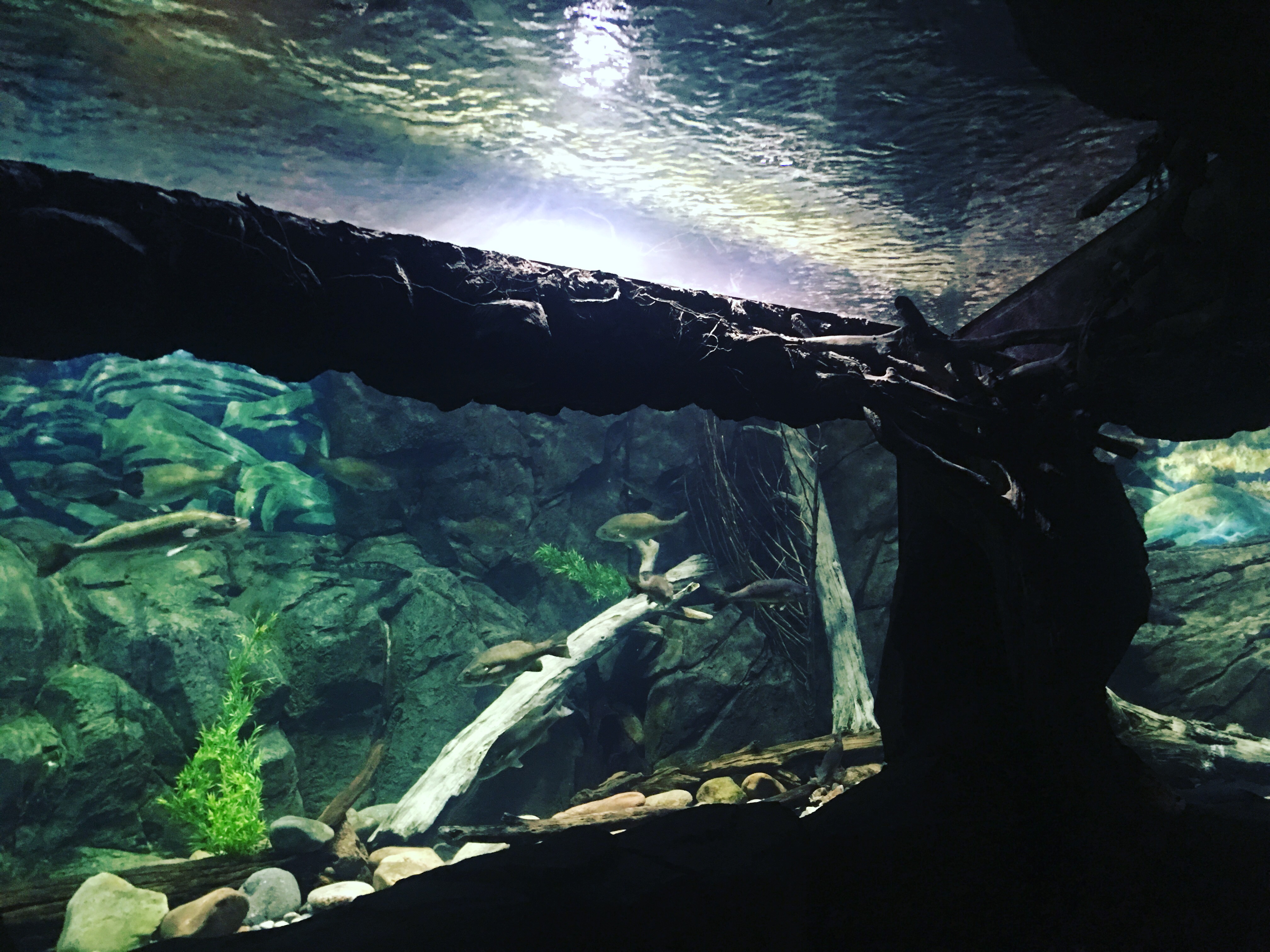 Photos Wonders of Wildlife in Springfield, Missouri