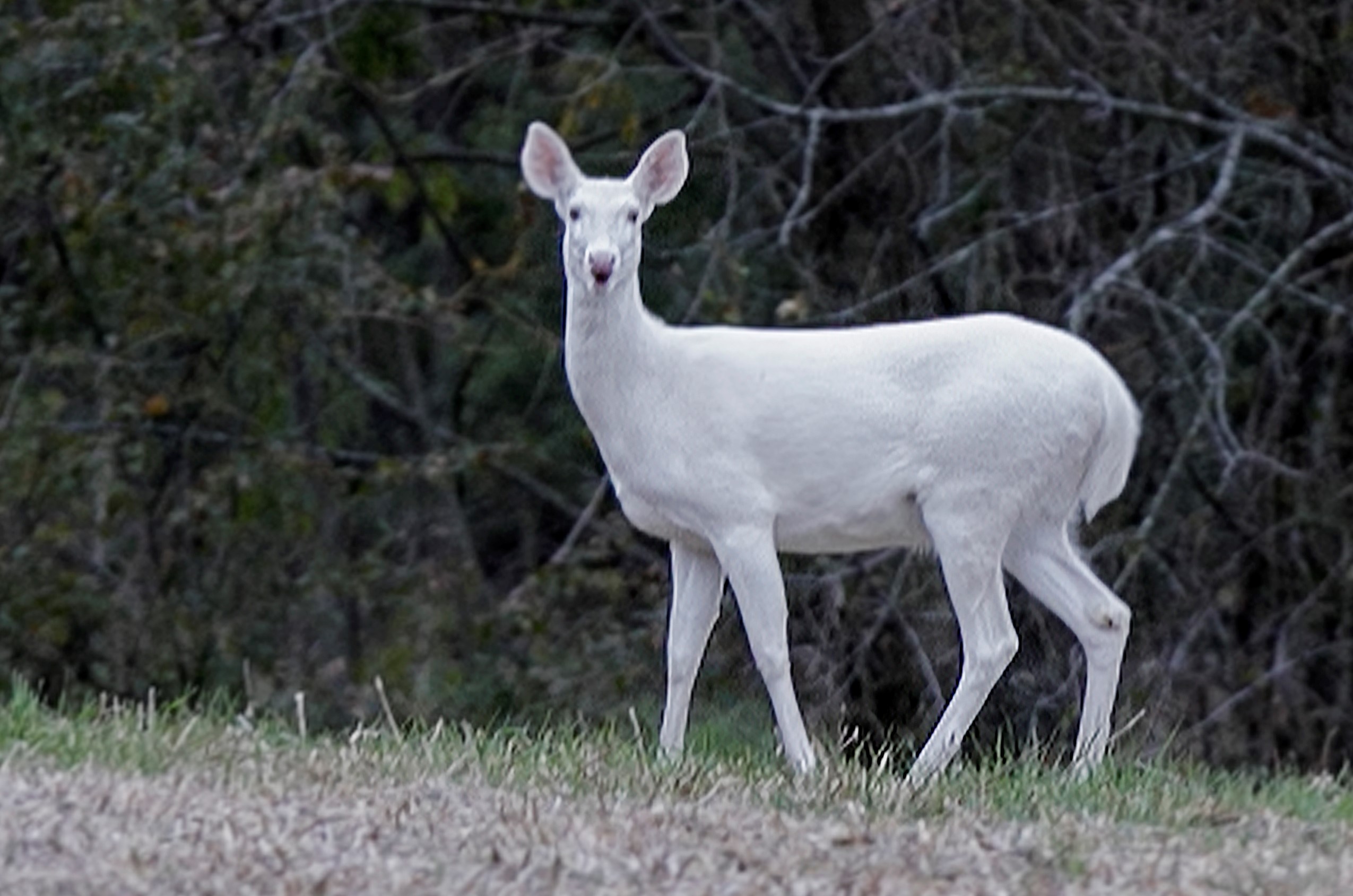 ksdk.com | Albino deer spotted near Waterloo, Ill.