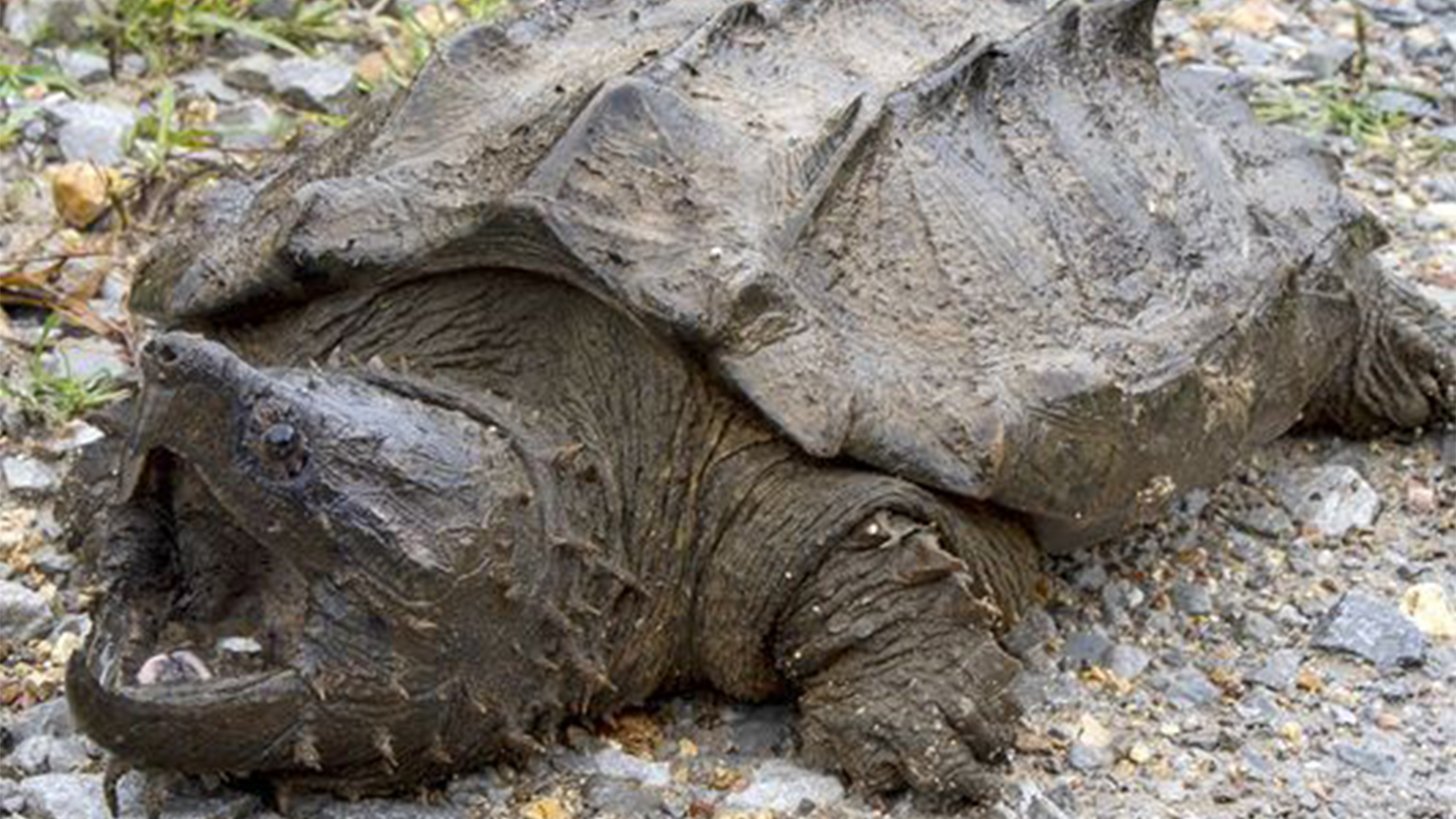 ksdk.com | Rare, wild alligator snapping turtle found in Illinois — the first in 30 ...1600 x 900
