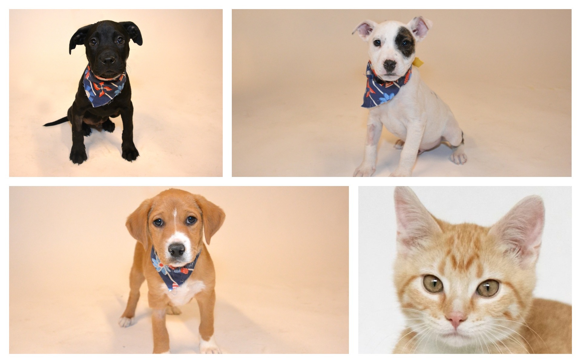 How to adopt a Puppy Bowl participant