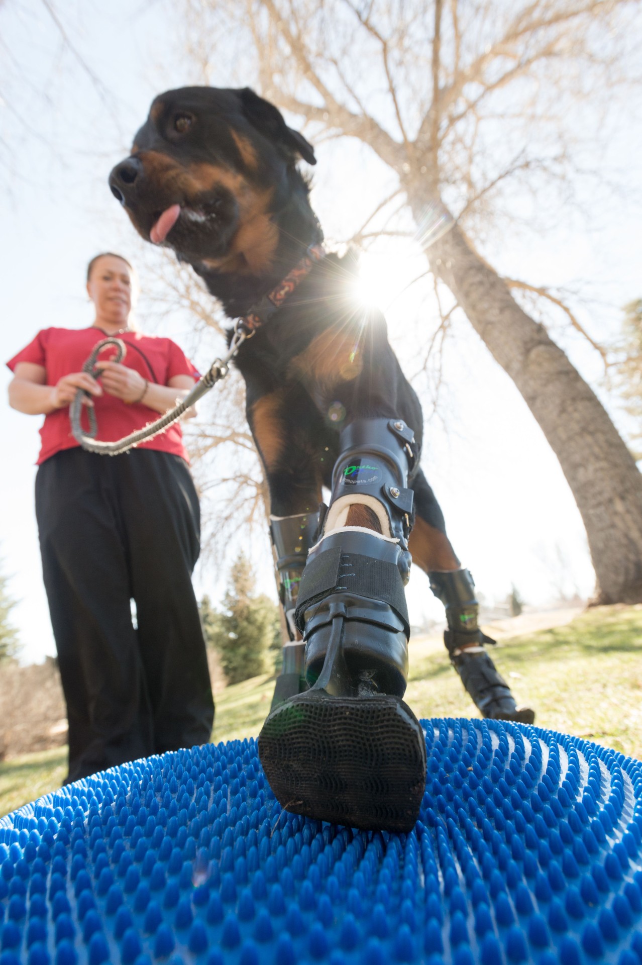 Dog walks again with 4 prosthetic paws 