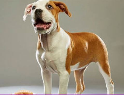 Local pup featured in Puppy Bowl | ksdk.com