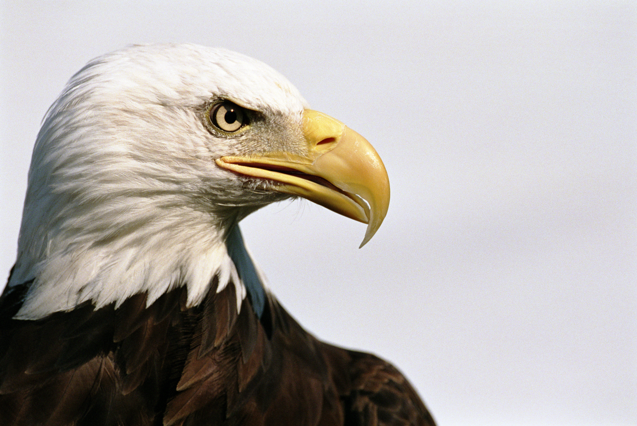 Discovery of 13 dead bald eagles in Maryland sparks federal ...