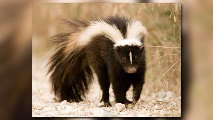 Young skunks strike out on their own in August | ksdk.com