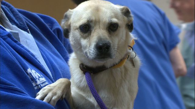 Dozens of dogs rescued from Texas and brought to St. louis | KSDK.com