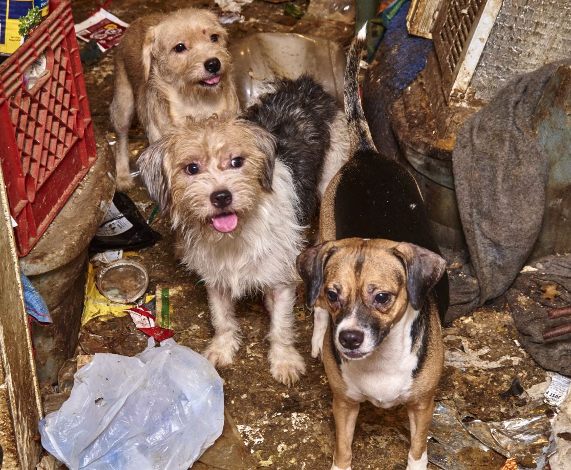 Humane Society of Missouri rescues 26 dogs from filthy conditions ...